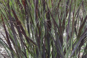 Grass Panicum 'Blood Brothers' New 2025